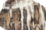 Polished Petrified Wood (Cypress) Section - Saddle Mountain, WA #218350-1
